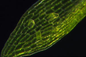 ［プレスリリース］植物の新しい環境適応戦略の発見 〜DNA損傷による幹細胞化〜（学術誌Nature Plantsに掲載）