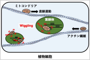 ［プレスリリース］葉緑体との相互作用におけるミトコンドリア運動を発見 ―相互作用の制御による効率的な物質代謝の可能性に期待―