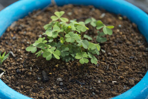 公益財団法人日本植物調節剤研究協会との連携・協力に関する協定を締結しました