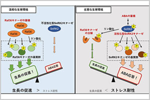 ［プレスリリース］植物が生長とストレス応答を切り換える仕組みを解明 ～高い生育能力と強い環境ストレス耐性を併せ持つ作物の創出に期待～