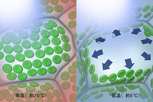 ［プレスリリース］植物の細胞が低温を感じる部位（細胞小器官）を特定～動物細胞との共通性も～