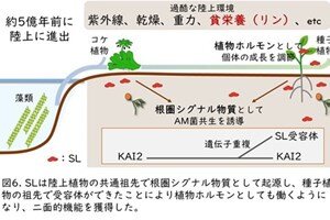 ［プレスリリース］植物の繁栄を支える菌根菌共生の起源 植物ホルモンであるストリゴラクトンの祖先的機能の解明