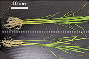 ［プレスリリース］イネがマグネシウム濃度を維持するしくみの手がかりが見つかる ー植物のマグネシウム濃度恒常性に関与する分子の発見ー