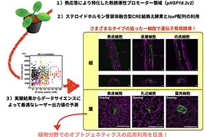 ［プレスリリース］植物の狙った一細胞で遺伝子発現を誘導できる技術を確立