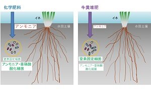 ［プレスリリース］堆肥の長期連用で水田土壌に高い窒素固定活性を確認 ～化学肥料の使用量削減に結び付く可能性も～