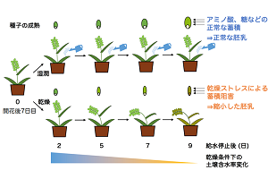 ［プレスリリース］干ばつがパンコムギ種子に及ぼす分子的影響の解明 -乾燥被害による減収、小麦粉品質の低下を食い止める-