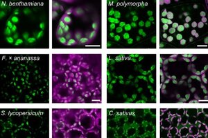 ［プレスリリース］多様な植物の⽣細胞に存在するデンプン顆粒の可視化に成功！