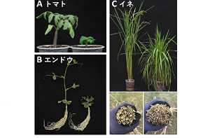 野村崇人准教授が2023年度植物化学調節学会賞を受賞-植物ホルモン研究の発展に貢献-