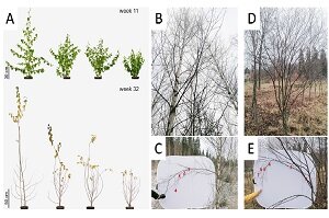 ［プレスリリース］樹高や枝分かれ構造に影響する要因を解明！ - 世界13カ国、18研究機関による7年間の挑戦 -