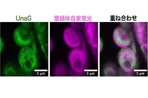 ［プレスリリース］ヘム代謝産物ビリルビンの植物内分布の可視化に成功〜蛍光タンパク質を利用したライブイメージングによる解明〜