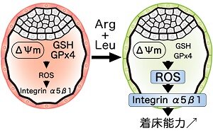 ［プレスリリース］アミノ酸の組合せで体外受精卵の着床能力を改善～活性酸素の着床に良い作用～