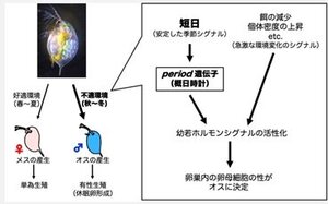 ［プレスリリース］ミジンコが概日時計を用いて日長を認識し子どもの性を切り換えていることを証明