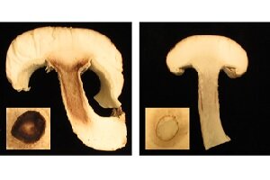 [プレスリリース]シイタケの柄の着色現象に新たな光 ―遺伝子解析で着色メカニズムを解明―