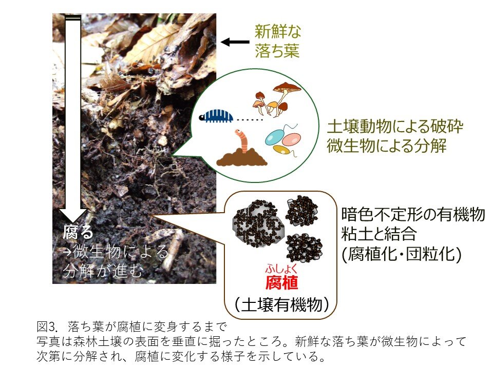 落ち葉が腐植に変化するまでを示した図